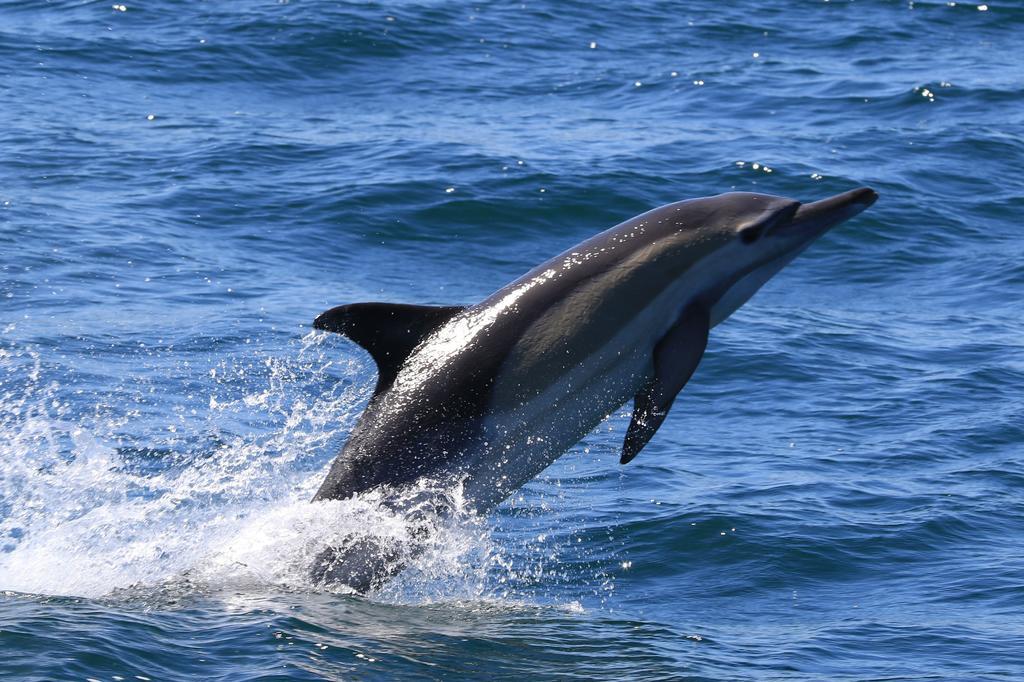 Apartamento Whaletale De Kelders Exterior foto